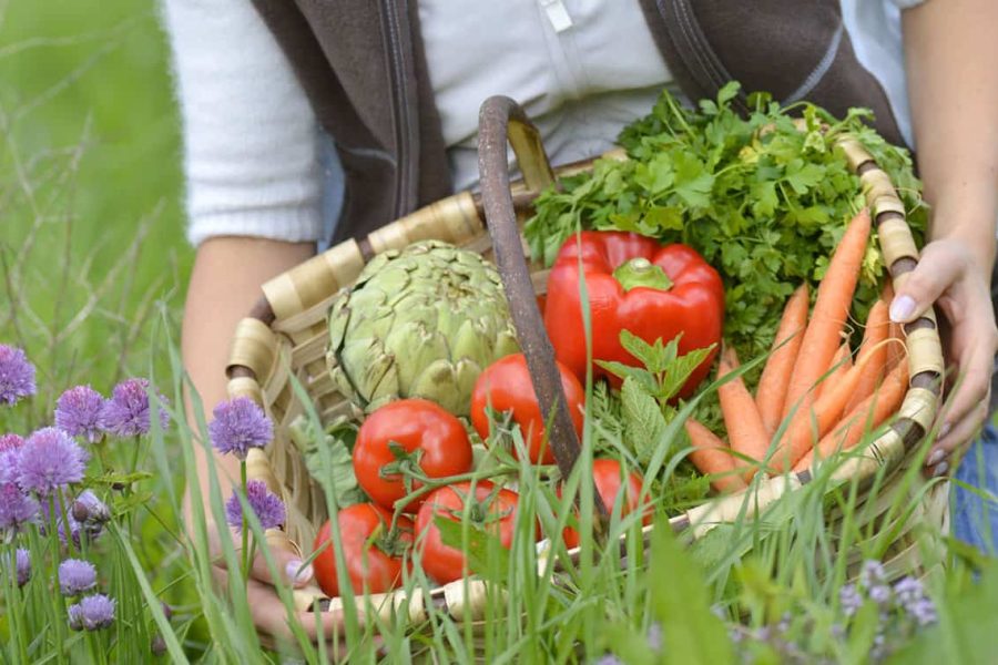 how-to-start-a-Vegetable-garden-wide